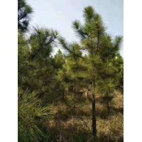 濕地松批發(fā)、8公分濕地松價格、10-15公分濕地松批發(fā)價格