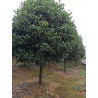 8公分桂花樹供應、10公分桂花價格、12-15公分桂花價格